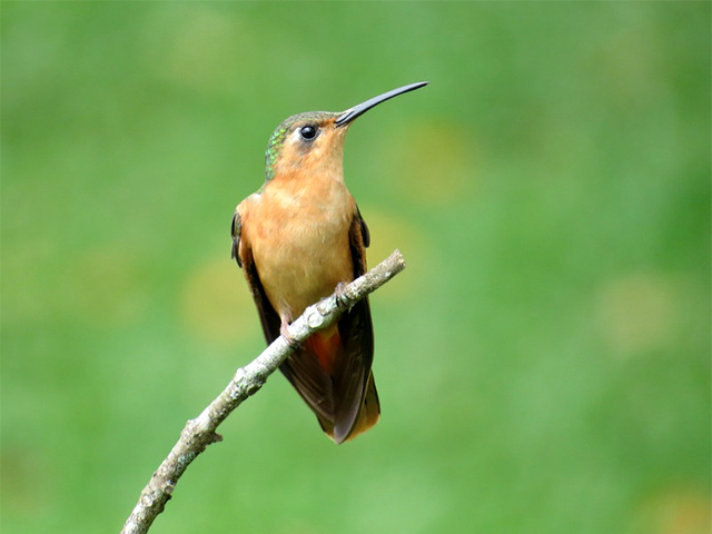 Rufous Sabrewing Photo by Aaron Steed